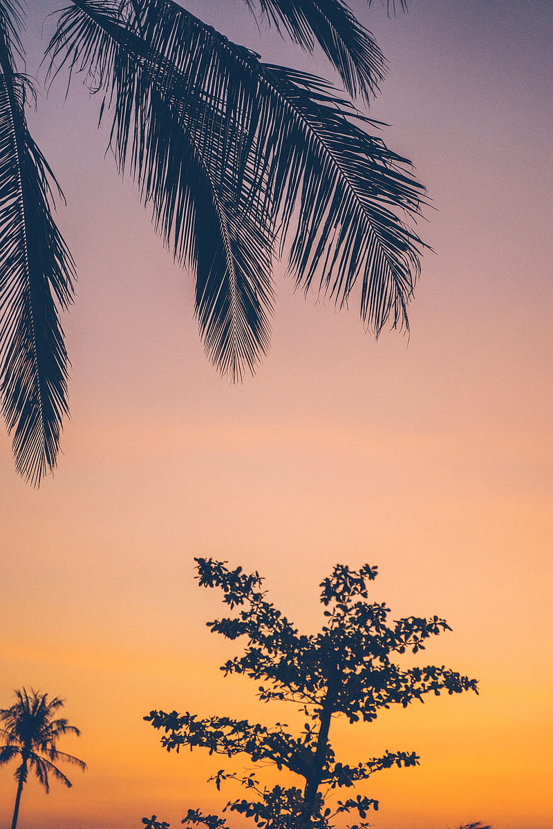 Silhouette of Palm Tree during Sunset, HD phone wallpaper