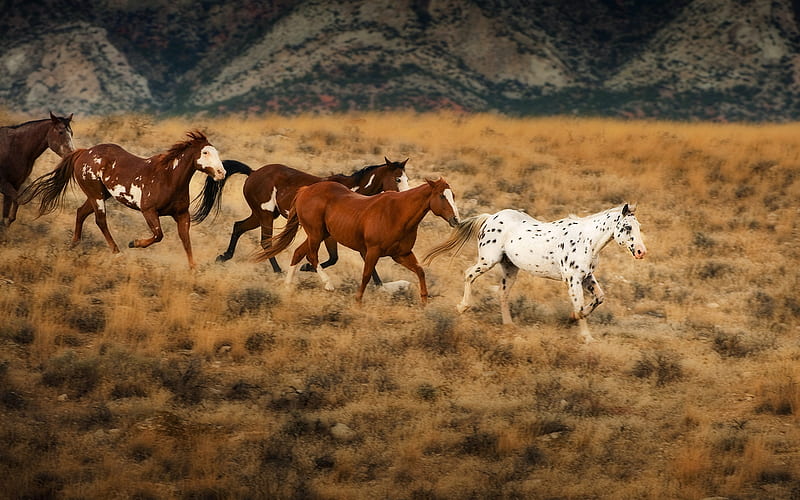 Wild Horses, horse, animal, field, wild, Mustang, HD wallpaper