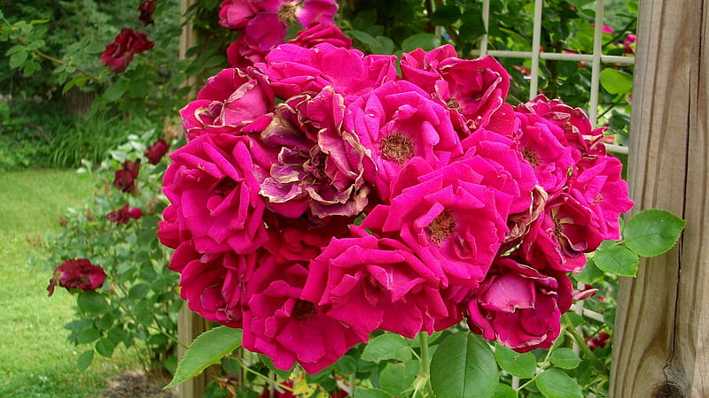 Nature's Rose Bouquet, bouquet, garden, roses, climbing roses, natural, HD wallpaper