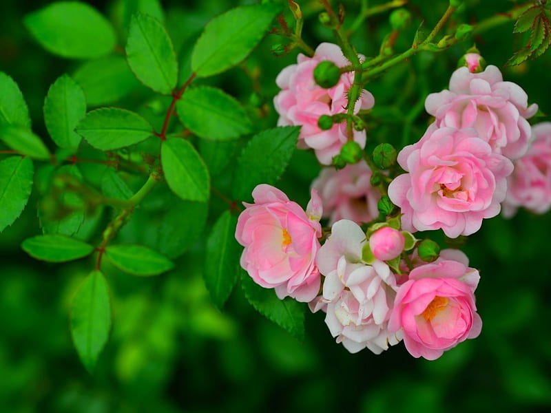 Wild Roses, leaves, green, flowers, nature, pink, HD wallpaper