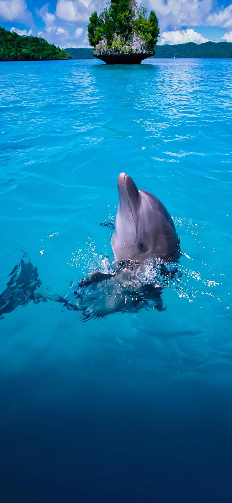 Dolphin Wallpapers APK for Android Download
