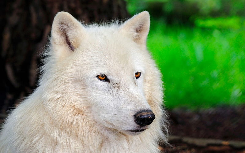 Portrait of the Wolf, predator, arctic, wolf, white, HD wallpaper | Peakpx