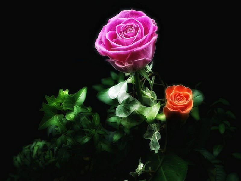 Roses, red, rose, flower, flowers, nature, pink, HD wallpaper | Peakpx