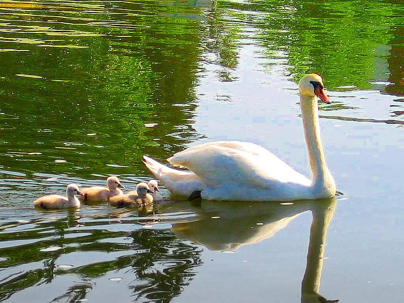 white swan pictuers birds 785, babys, water, mother, green, HD wallpaper