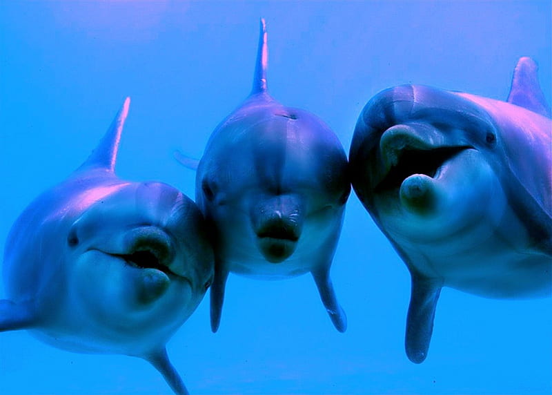 Lets Get Wet!, beauty, nature, dolphins, aquatic animals, HD wallpaper