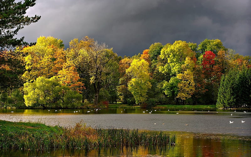 Looming Dark Clouds over Autumn Lake, Nature, Fall, Trees, Clouds, Lakes, Autumn, Birds, HD wallpaper