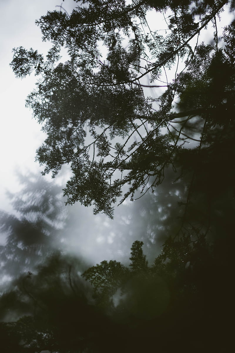 branch, tree, fog, leaves, HD phone wallpaper