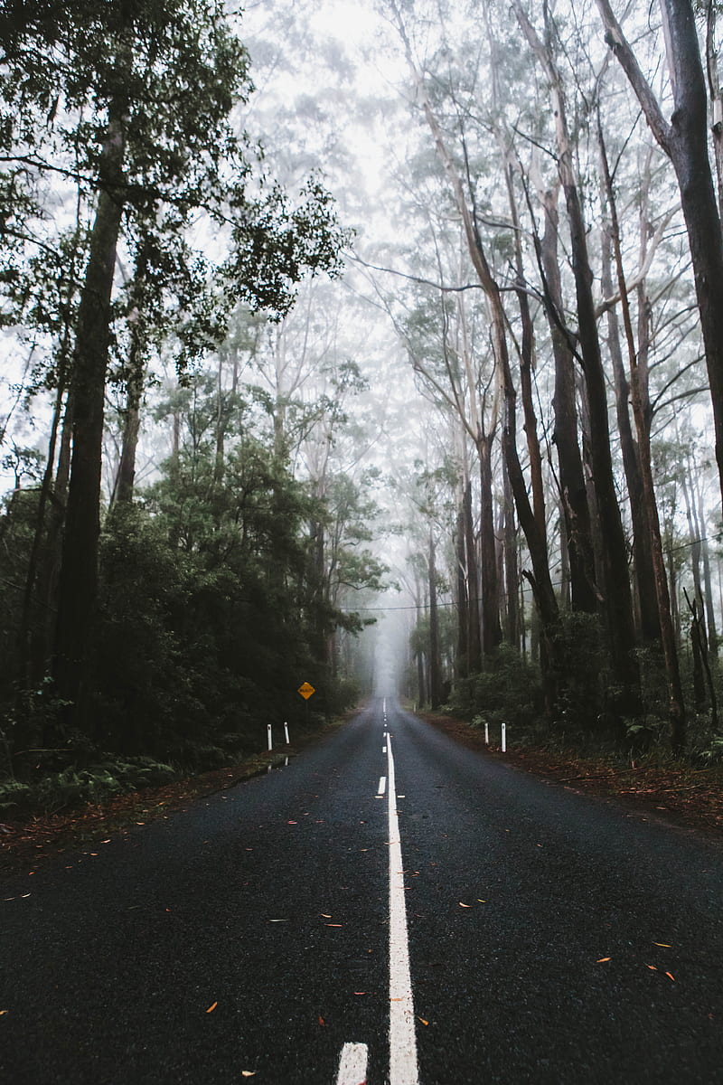 road, marking, fog, trees, HD phone wallpaper