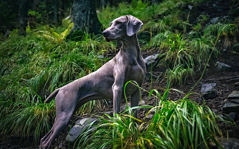 Weimaraner Dog, forest, pets, gray dog, cute animals, dogs, Weimaraner, HD wallpaper