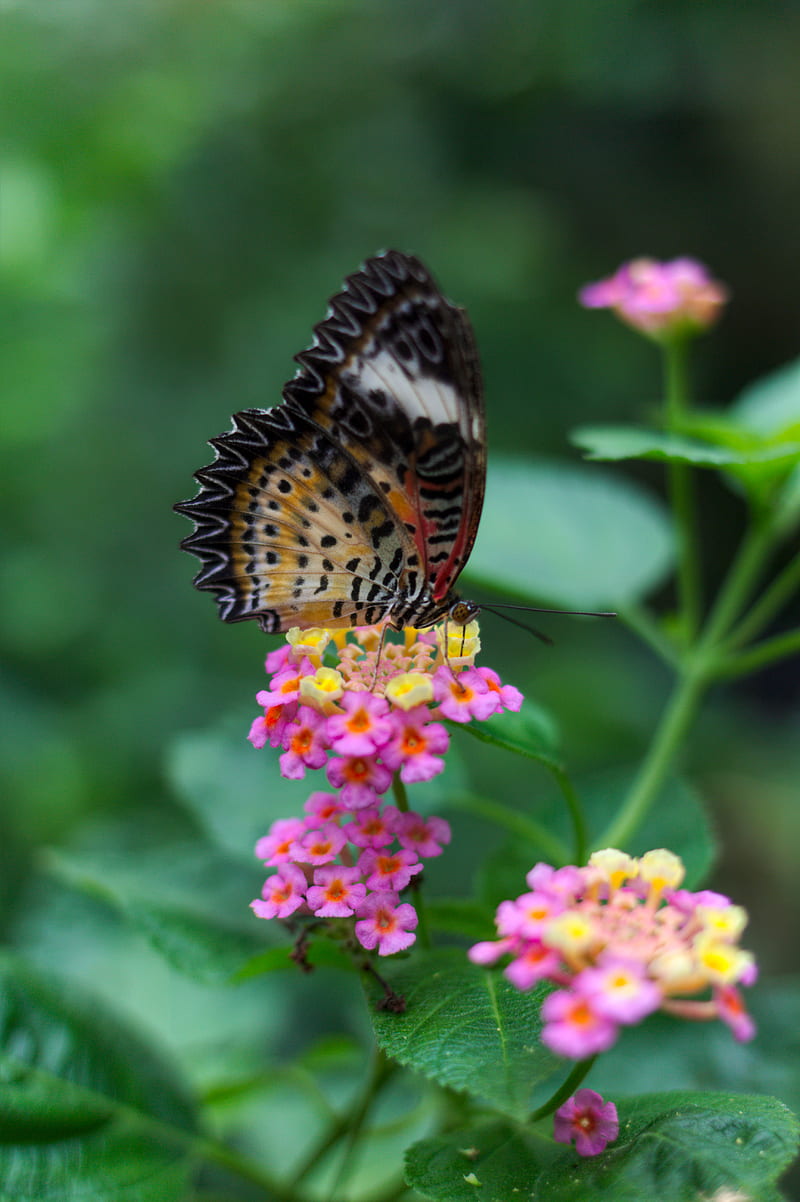 butterfly, wings, pattern, flowers, grass, leaves, HD phone wallpaper