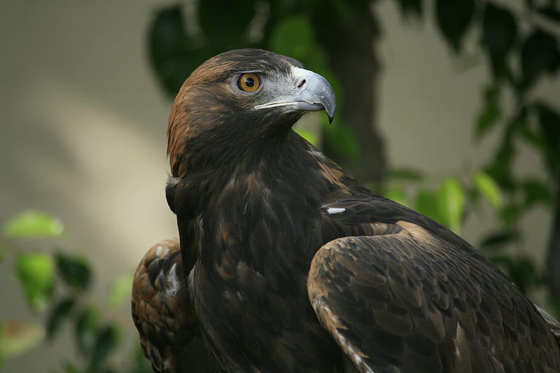 Golden Eagle, bird of prey, eye, eagle, beak, feathers, HD wallpaper