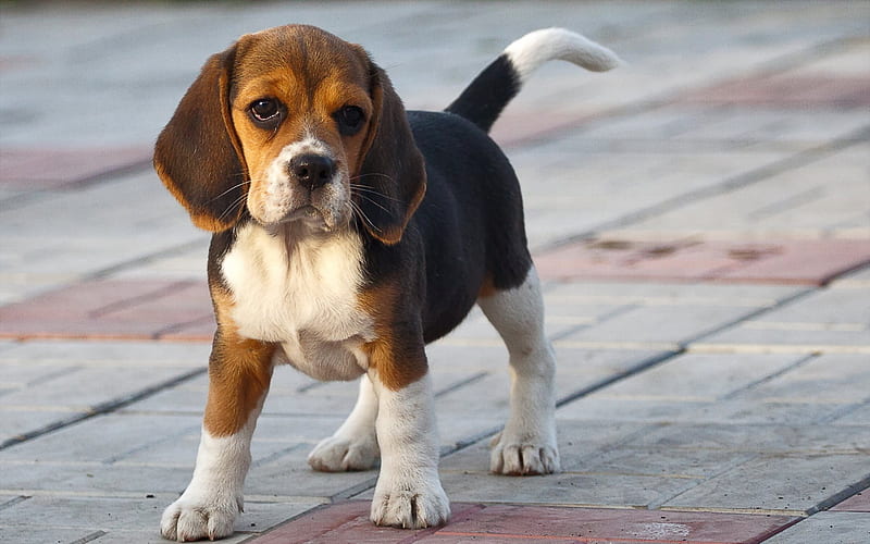 doggie, puppy, pavers, beagle, dogs, HD wallpaper