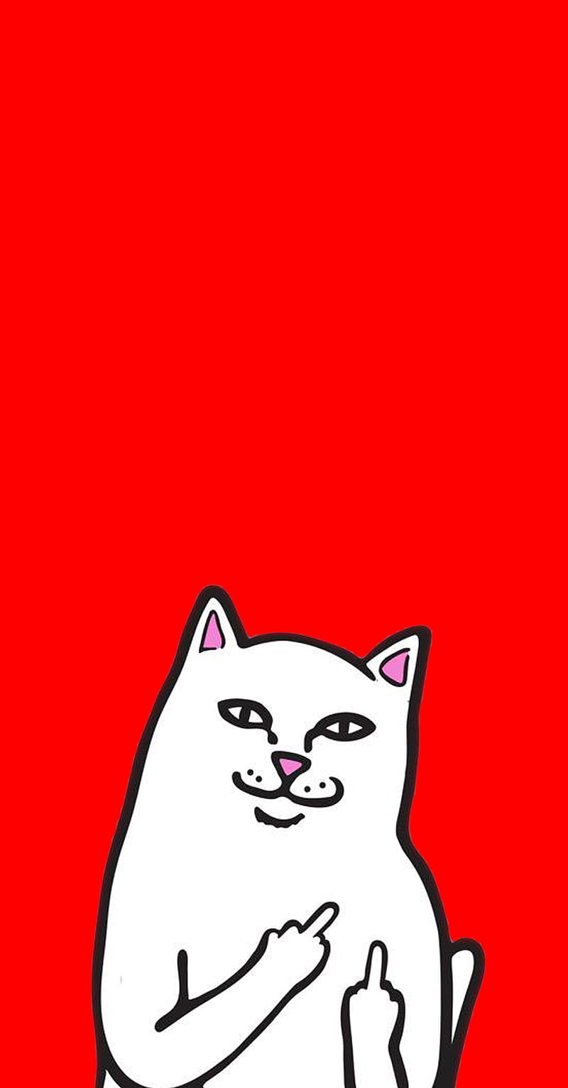 Ripndip Red Cat Cool Cat Red Ripndipred Hd Mobile Wallpaper Peakpx