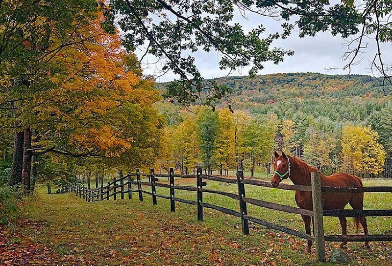 Horse in the field., fence, fall, autumn, horse, animal, leaf, tree, path, field, HD wallpaper
