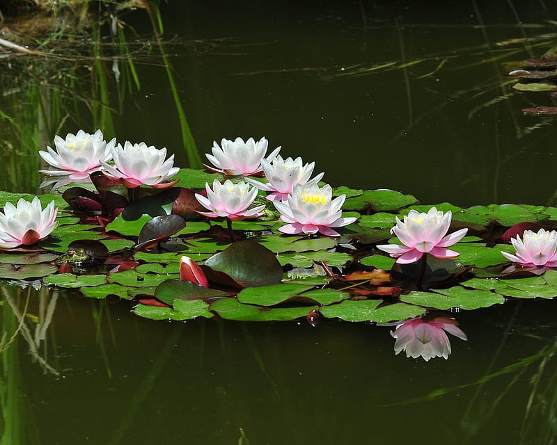 Beauty in a Pond, lotus, bloom, water lily, leaves, water, waterlillies, plants, flower, blooms, pink, HD wallpaper