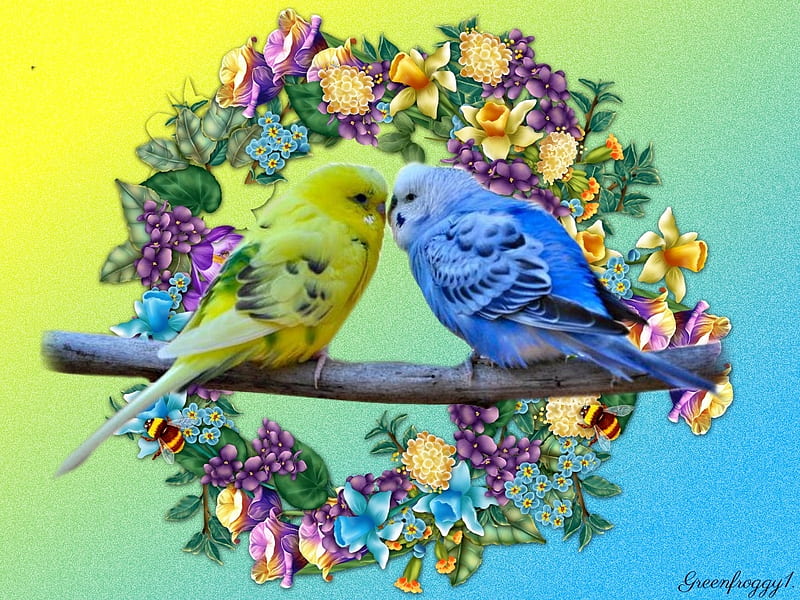 BUDGIES ON A BRANCH, CUTE, TWO, BUDGIES, HD wallpaper