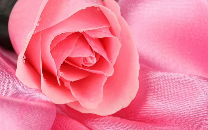 Pastel Rose, flower, paint, pink, HD phone wallpaper