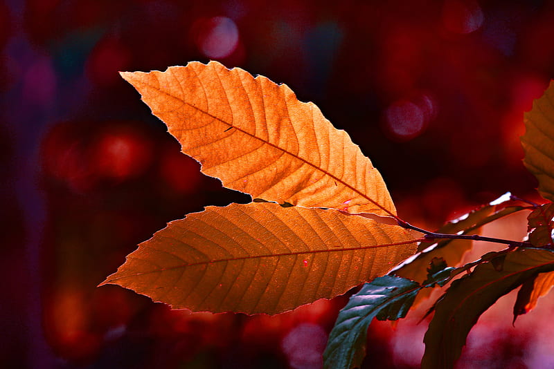 Autumn Colour Leaf , autumn, leaf, nature, graphy, HD wallpaper