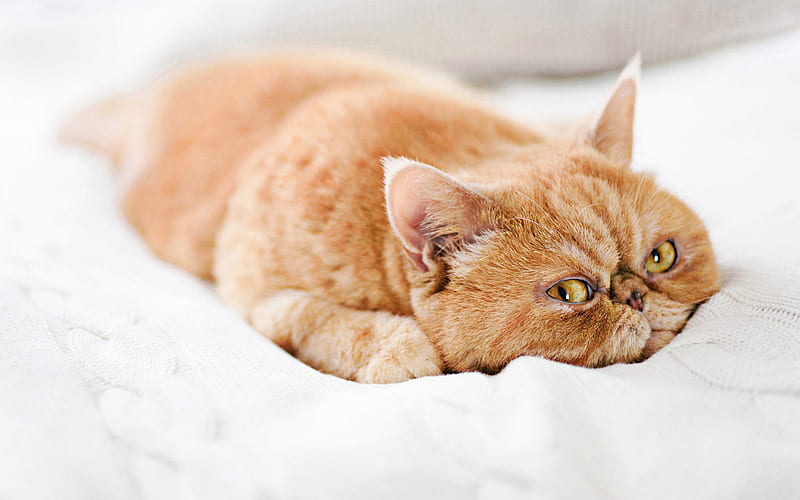 Ginger Persian Cat, cute animals, lying cat, bokeh, cats, domestic cats, pets, ginger cat, Persian Cat, HD wallpaper