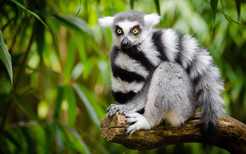 lemur, Madagascar, forest, rare animals, branch, wildlife, HD wallpaper