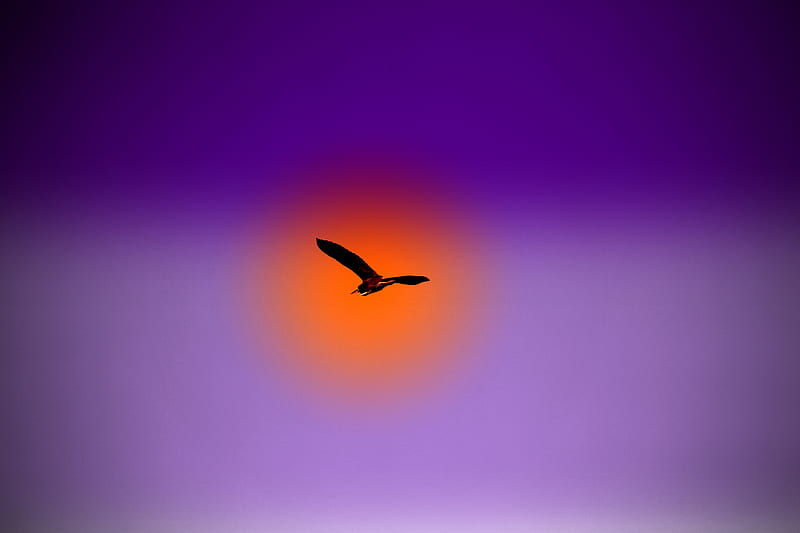 bird, flight, sky, sun, HD wallpaper
