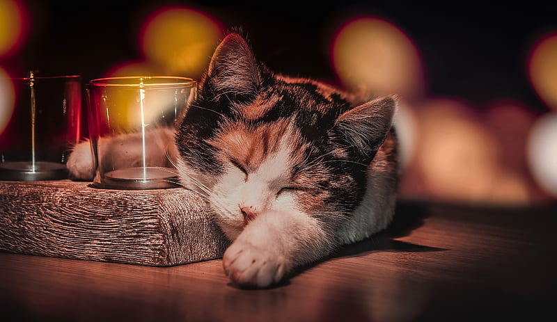 :D, glass, sleep, drunk, paw, funny, cat, animal, pisica, HD wallpaper
