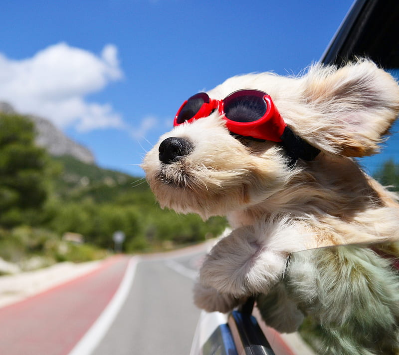 Dog Glasses, animal, bonito, pet, wind, HD wallpaper