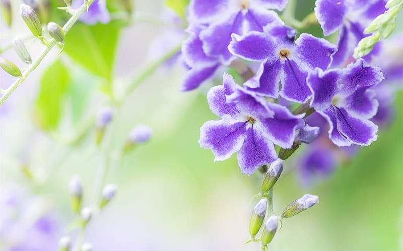 duranta, purple flower, branches, Flowers, HD wallpaper