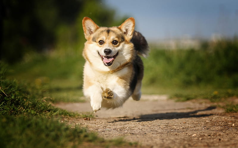 Welsh Corgi, running puppy, small dog, pets, cute animals, dogs, HD wallpaper