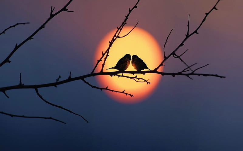 Love Birds, birds, tree, sun, love, HD wallpaper