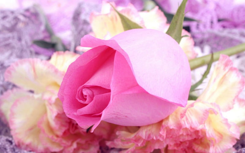 Pinkrose, flowers, rose, bud, pink, HD wallpaper