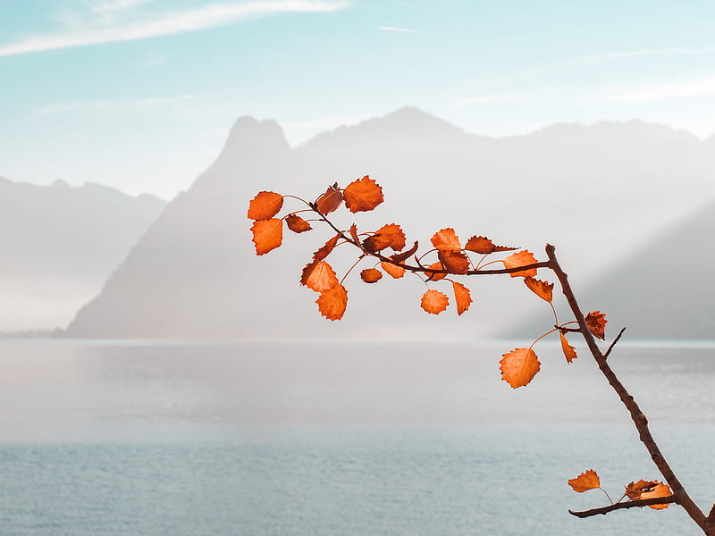 orange leaf near body of water and mountains during daytime, HD wallpaper