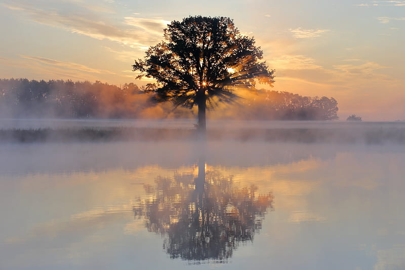 Tree Reflection in Lake, HD wallpaper