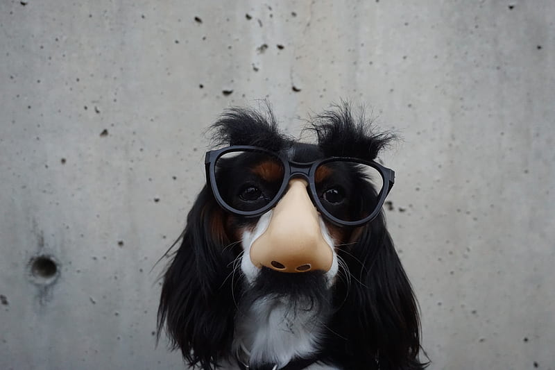 black and white dog with disguise eyeglasses, HD wallpaper