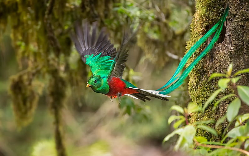 Resplendent quetzal, flying bird, green birds, South America, Pharomachrus mocinno, HD wallpaper
