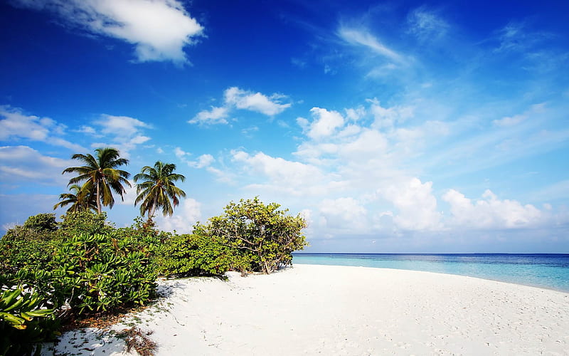 maldives sand beach palm trees-Scenery, HD wallpaper