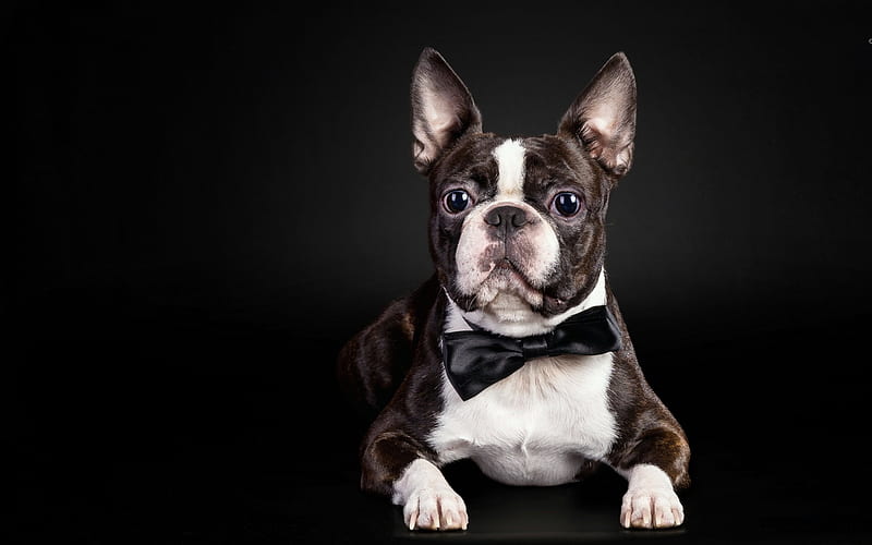 french bulldog, funny dog, close-up, dogs, brown french bulldog, pets, cute animals, bulldogs, HD wallpaper