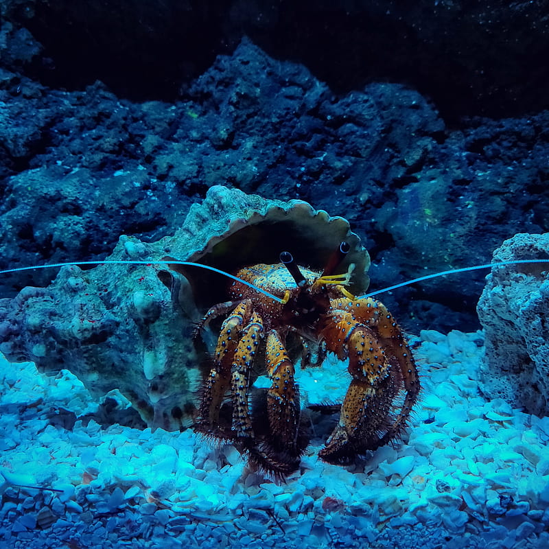 Hermit Crab, art, crab, diving, fish, natural, nature, ocean, sealife, tropical, underwater, HD phone wallpaper