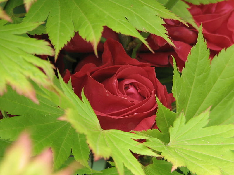 Bed Of Roses, red, leves, graphy, green, rose, flower, HD wallpaper