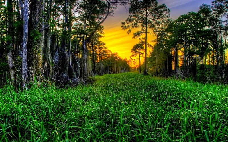 SUNSET in WOODS, sunset, trees, cypress trees, grass, HD wallpaper