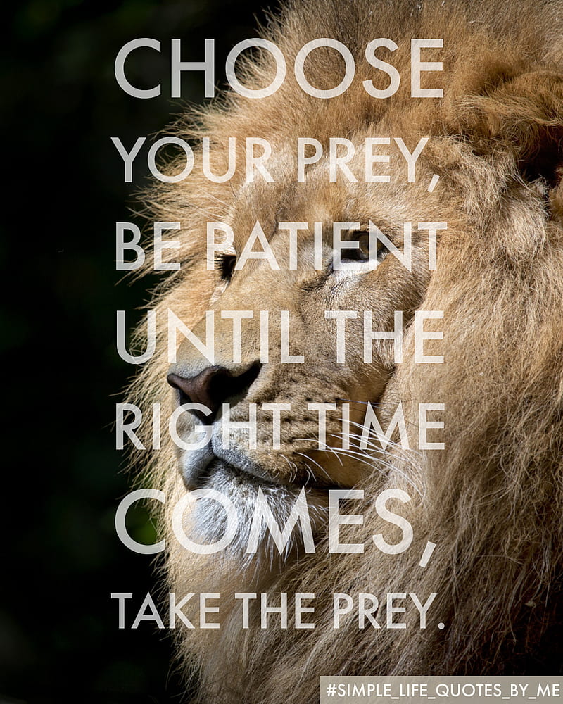 Lion, lifequotes, possitive, predator, prey, quotes, HD phone wallpaper