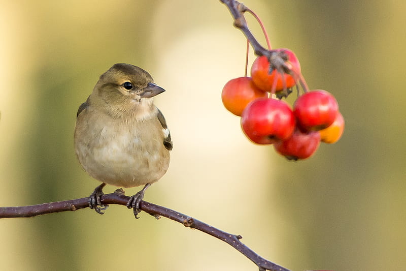 brown sparrow perched near red fruits, HD wallpaper