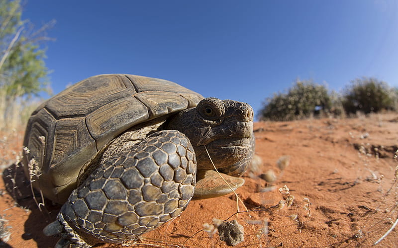 Desert Tortoise, wild nature, Mojave, Mexico, desert tortoises, HD wallpaper