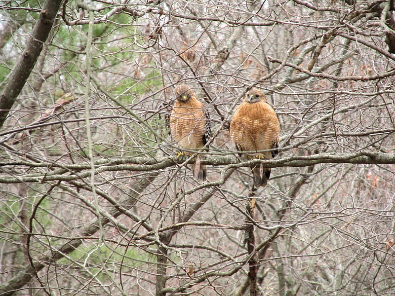 Two Red-tail Hawks in the backyard, nature, trees, backyard, hawks, HD wallpaper