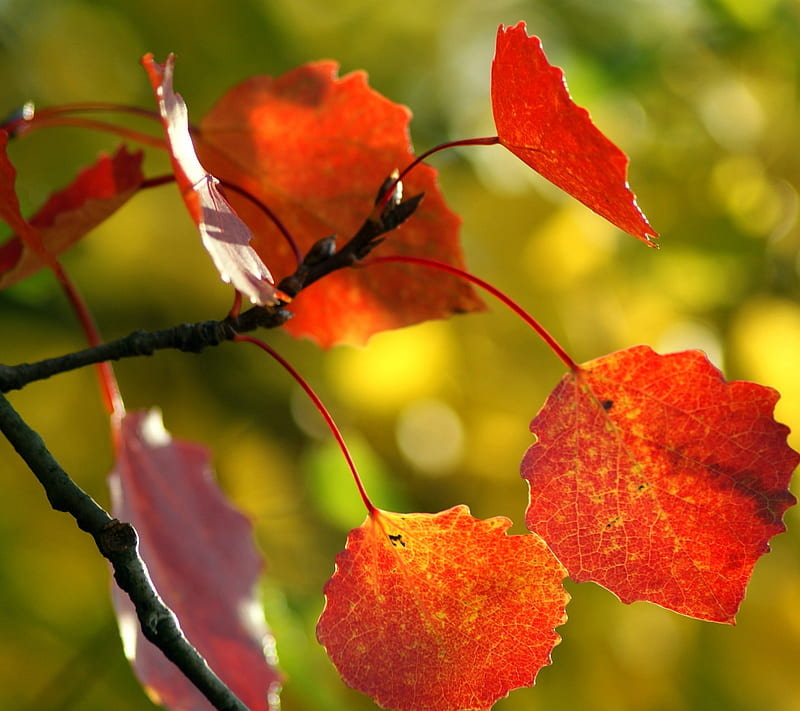 Red Autumn Leaves, flora, landscape, nature, plan, trees, HD wallpaper