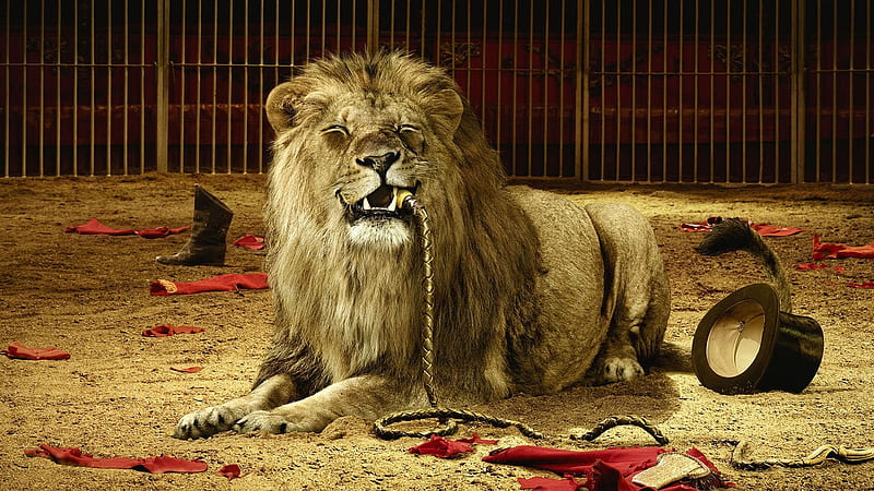 crack that whip, circus, whip, cage, lion, HD wallpaper
