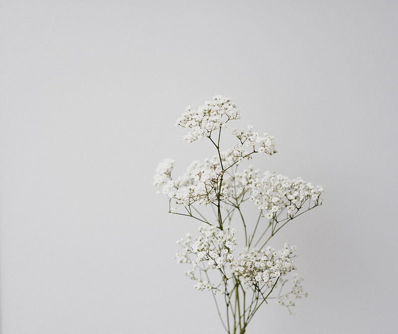 flowers, white, macro, minimalism, HD wallpaper