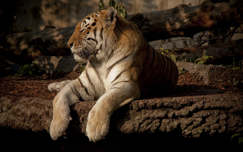 Peaceful, relaxes, bonito, tiger, majestic, cats, animals, HD wallpaper
