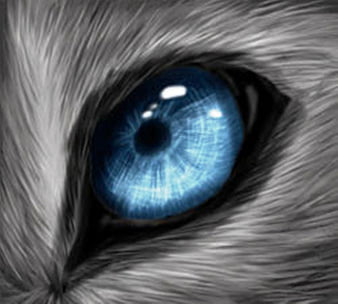 wolf eyes color