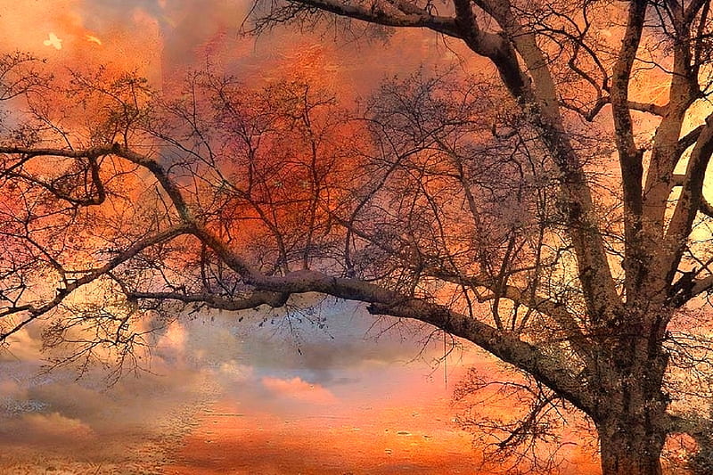 ✿⊱•╮Fall Fantasy╭•⊰✿, fall, autumn, ethereal, colors, love four seasons, attractions in dreams, creative pre-made, digital art, trees, fantasy, sunsets, surreal, HD wallpaper